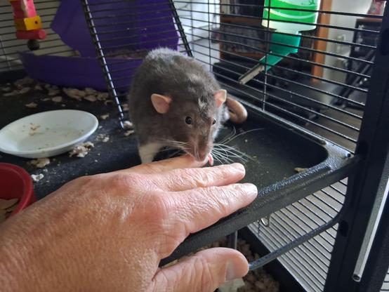 cute pet rat grooming my outstretched hand