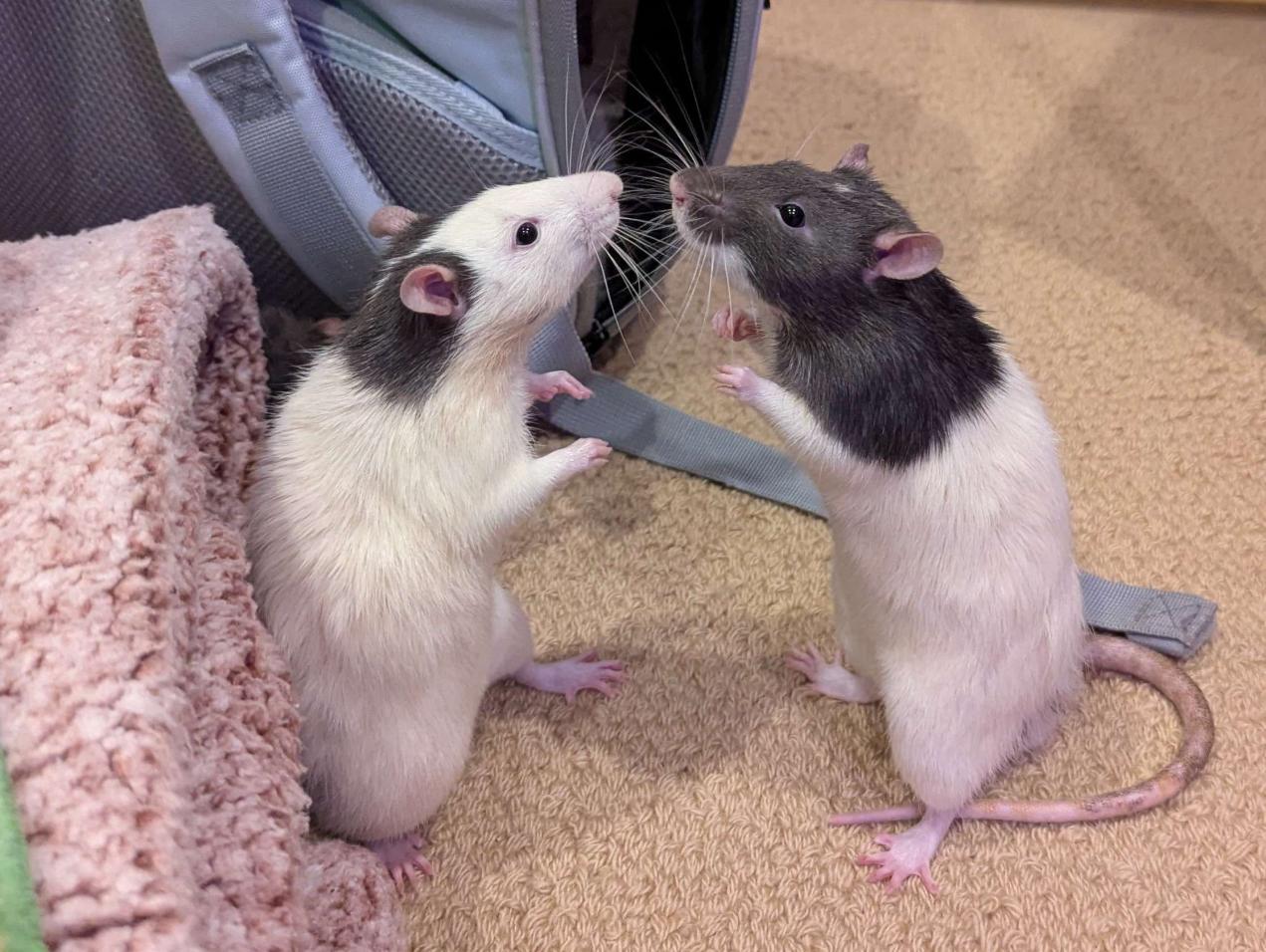 two young rats facing each other in a fighting posture