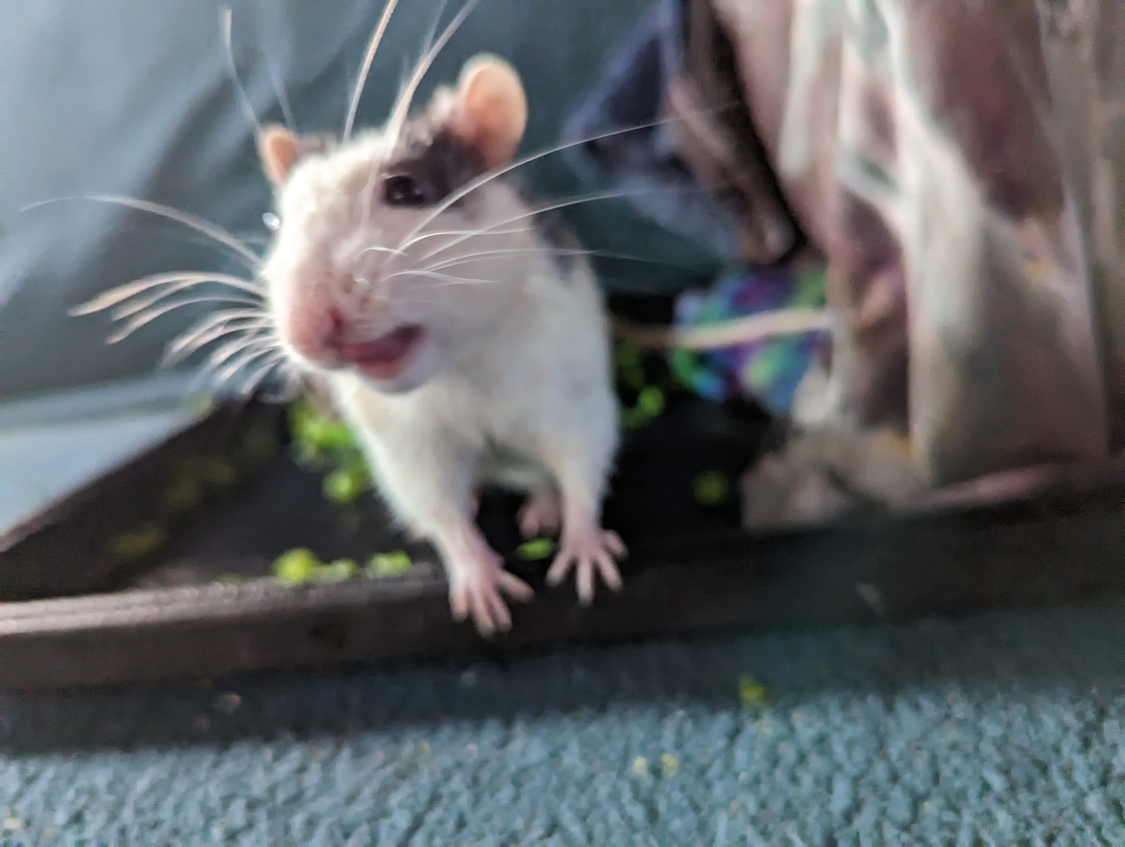 menace is a young white rat with dark markings behind his ears, making a funny face
