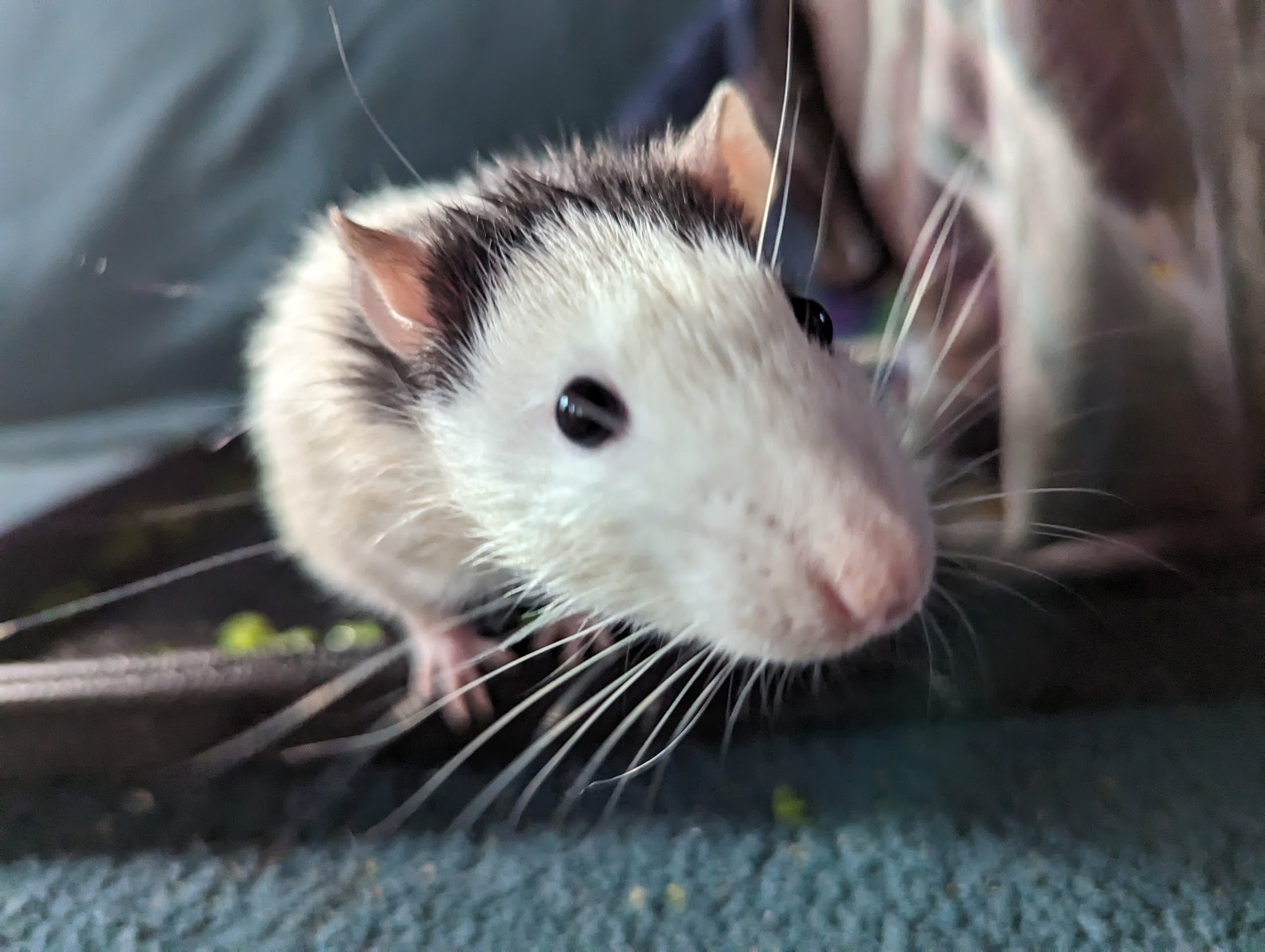 menace is a young white rat with dark markings behind his ears