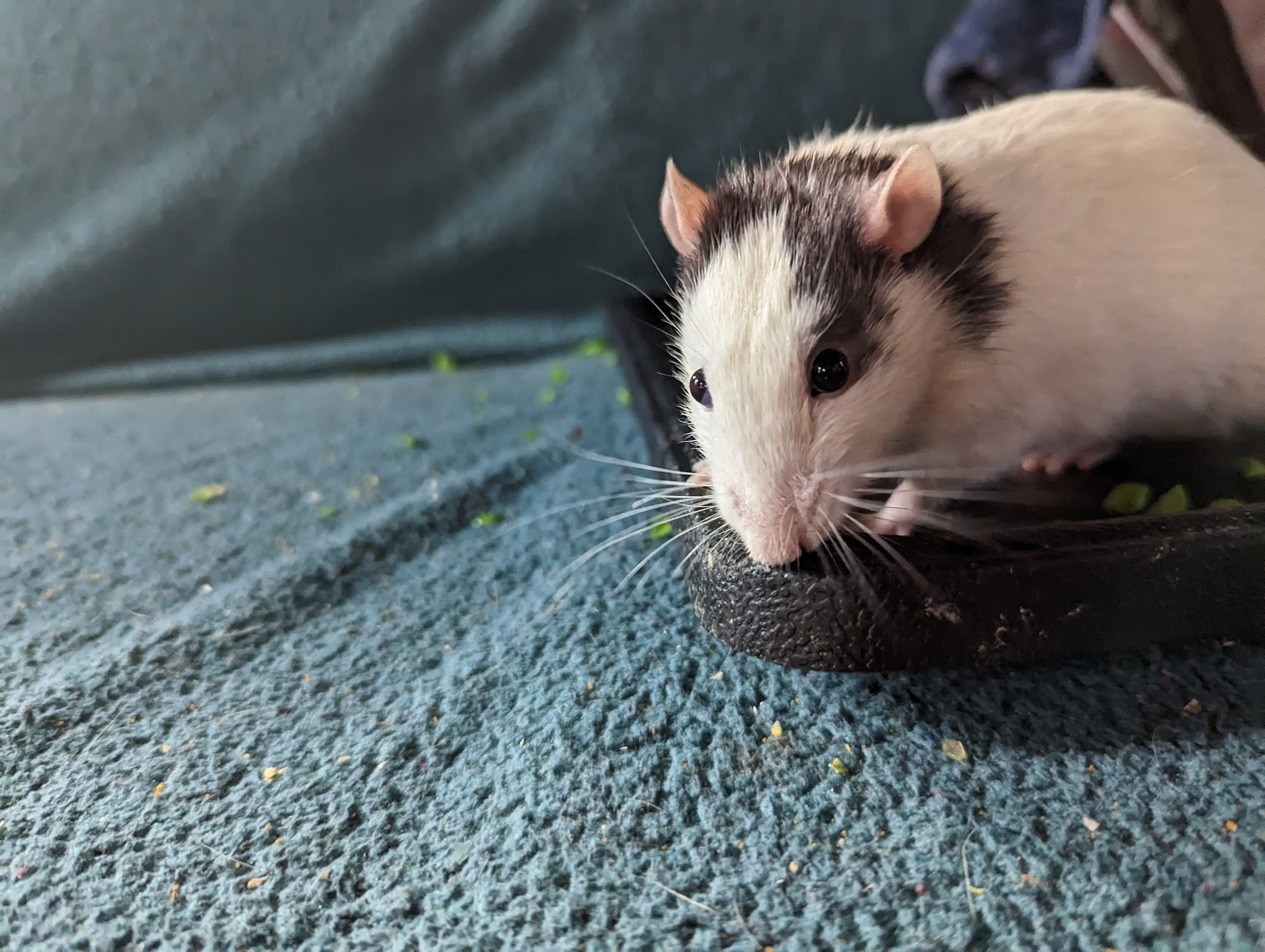 menace is a young white rat with dark markings behind his ears