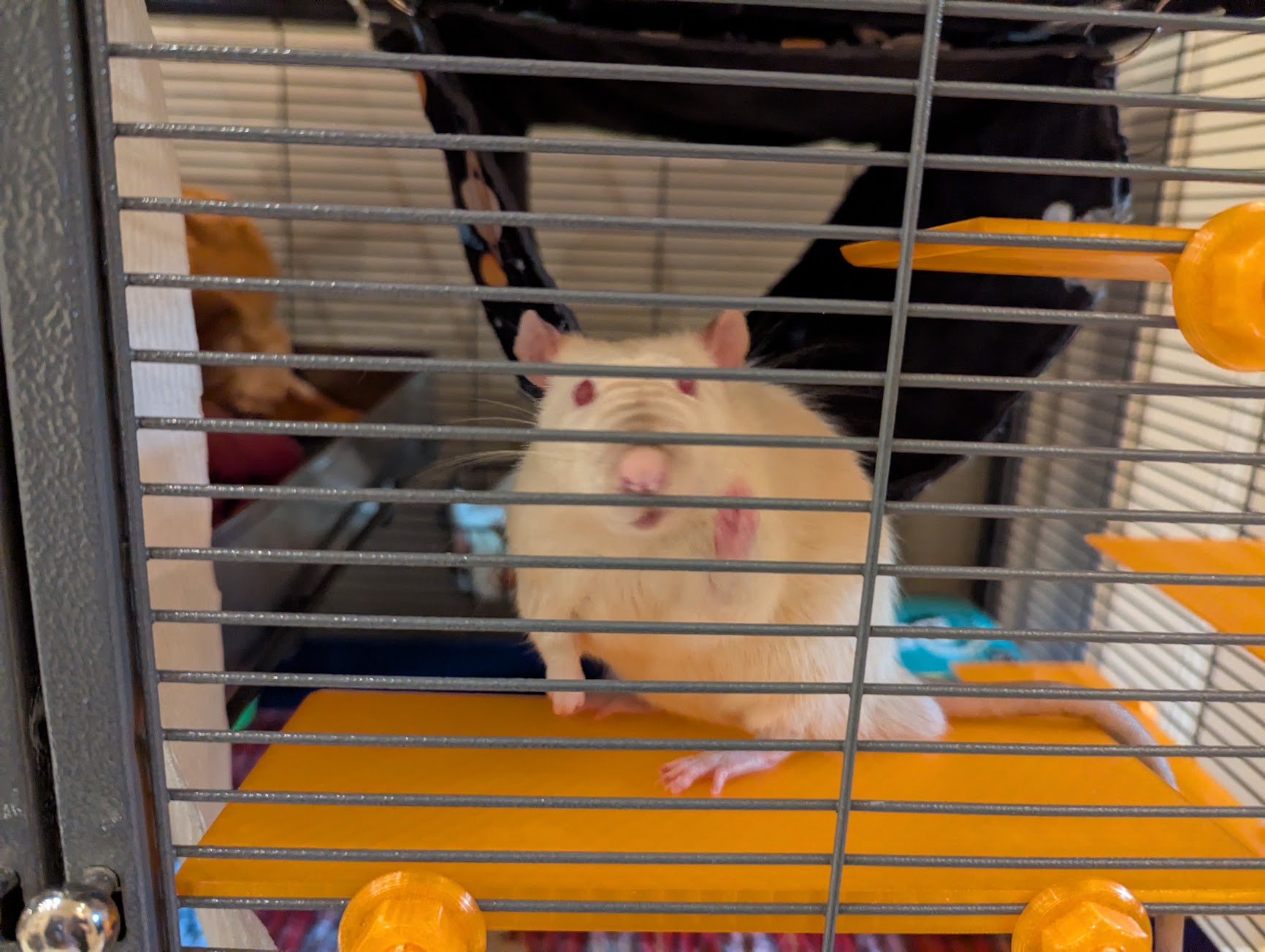 A light colored rat looking woefully imprisoned in an enclosure