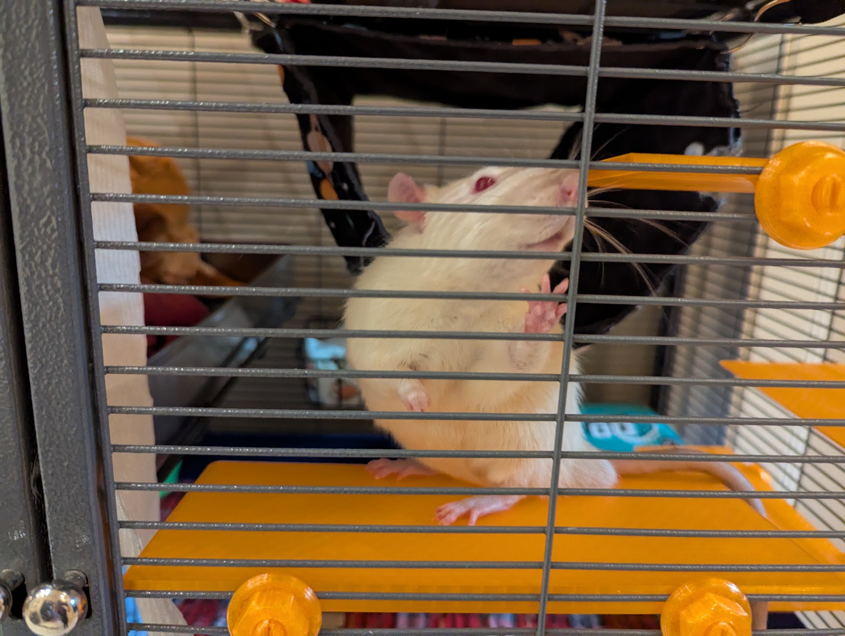 A light colored rat looking woefully imprisoned in an enclosure