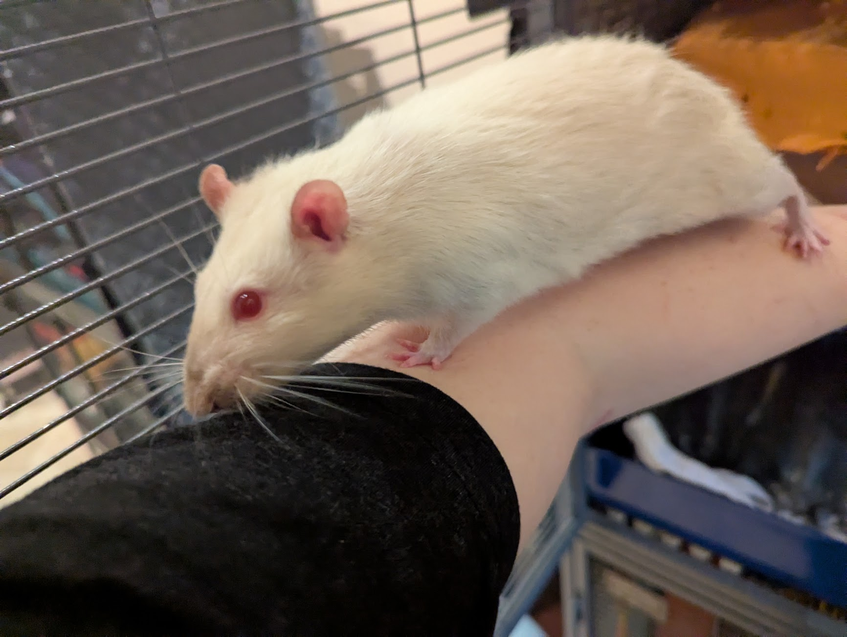 A light colored rat escaping from an enclosure onto an arm