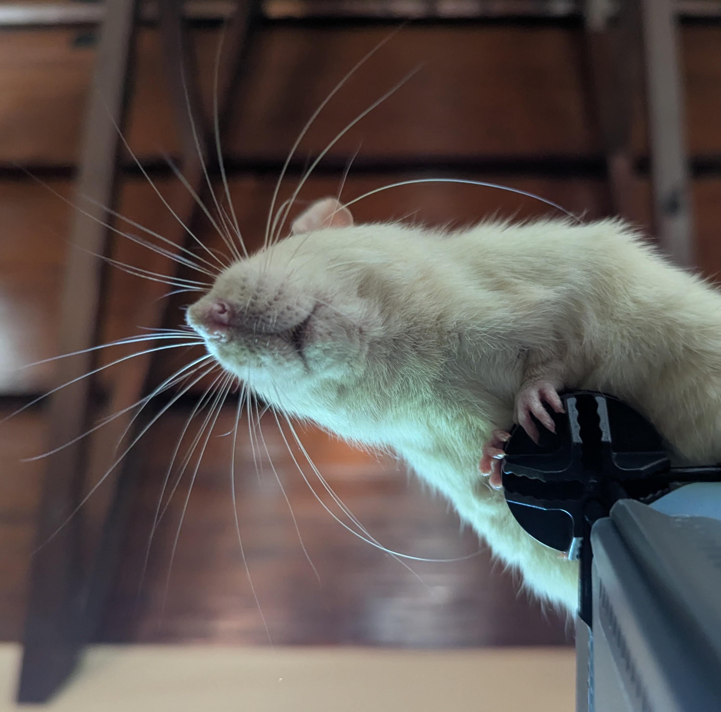 a white rat hanging over an edge, photographed from below, whiskers on full glorious display