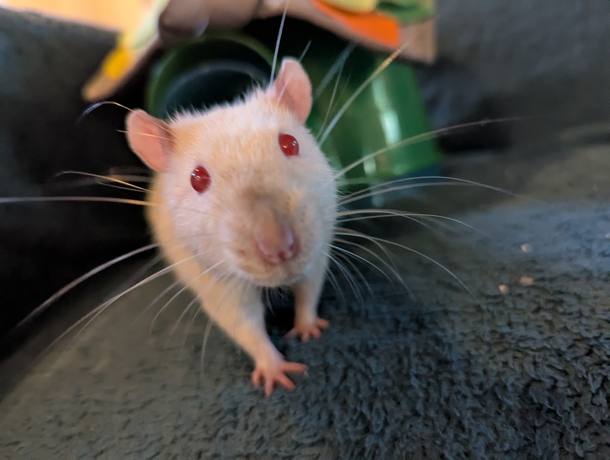 a young himalayan rat with a toasty nose, red eyes, and large whiskers, looking out from a plastic igloo