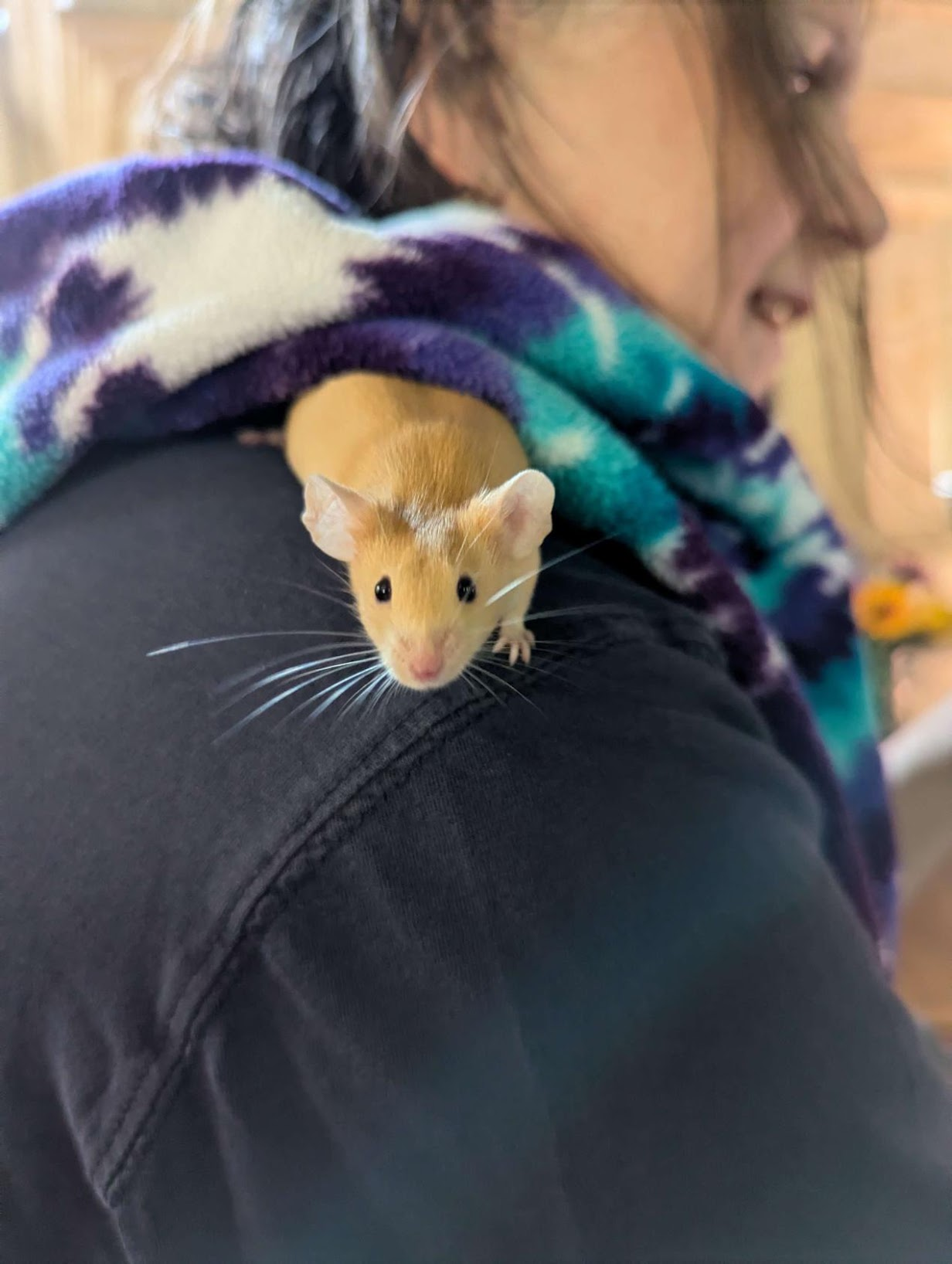 Vick is a yellow mouse perched on his person's shoulder, looking at the camera