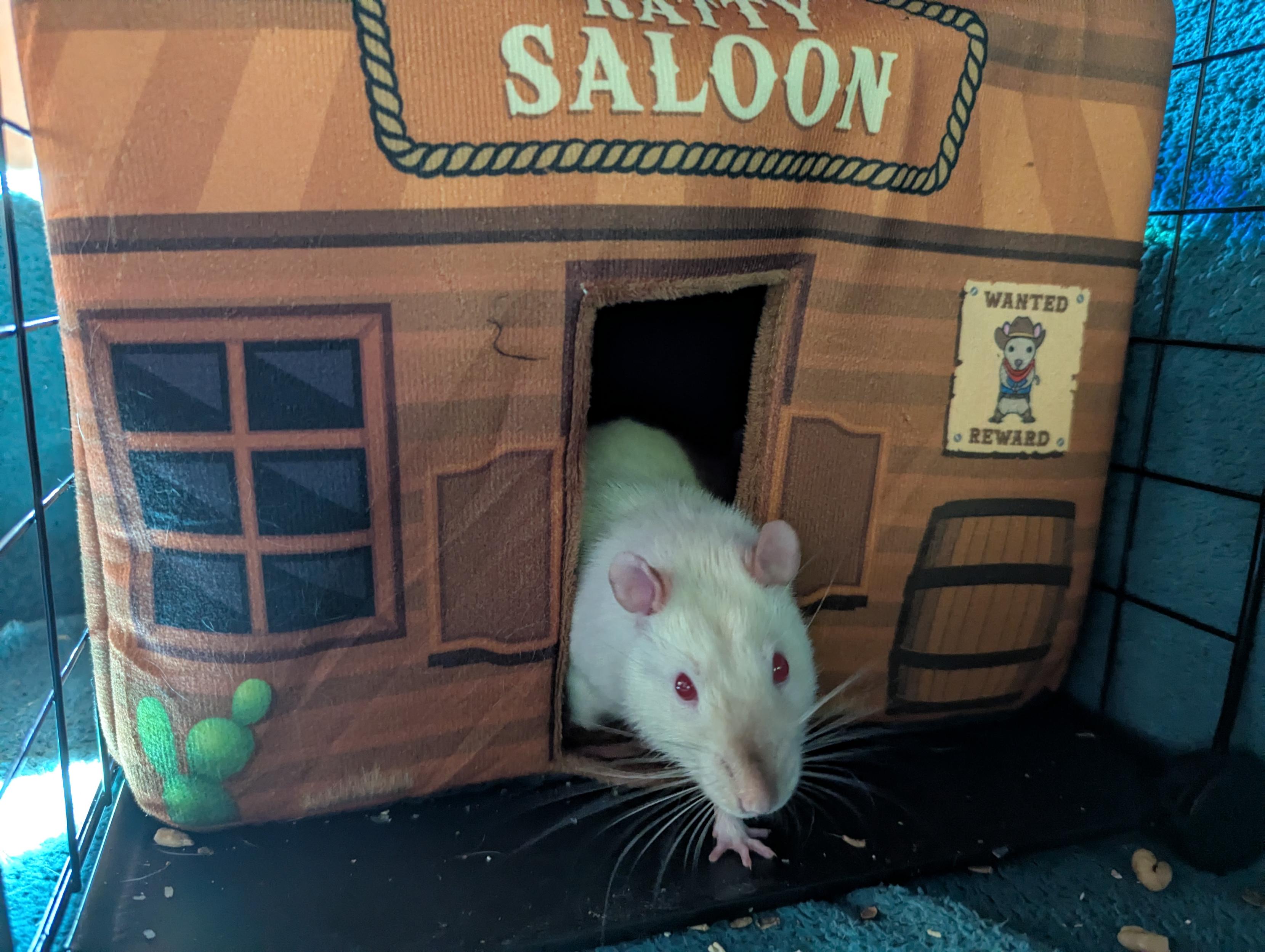ghost, a white rat with red eyes and a toasty nose, stepping out of the saloon