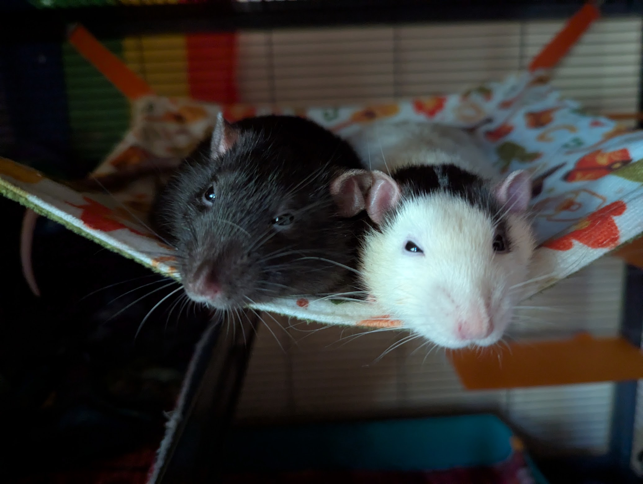 a dark and a light rat snuggled on a hammock