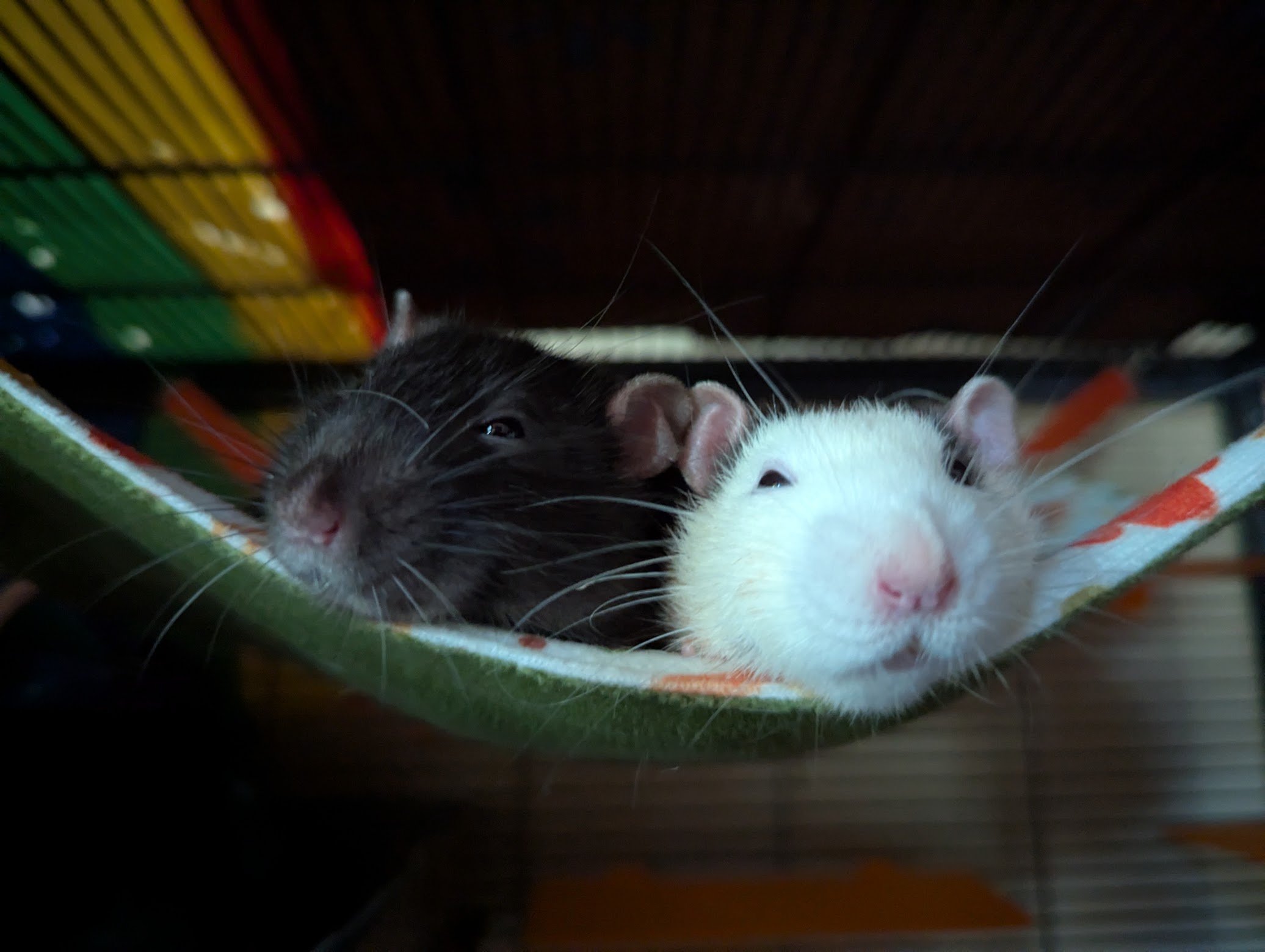 a dark and a light rat snuggled on a hammock