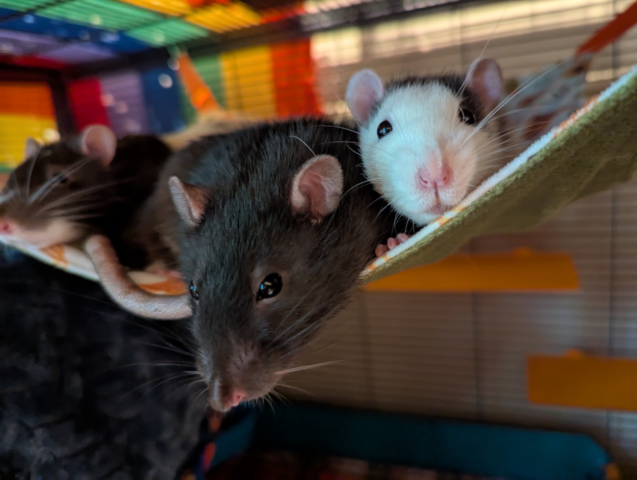 Three rats lazing about on a hammock